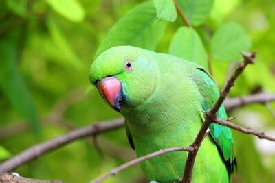 green parrot images|green parrot female.